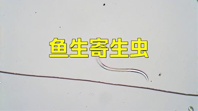 有哪些常見的魚類寄生蟲：渾身都是“寄生蟲”的4種魚,賣魚老板自己都不吃