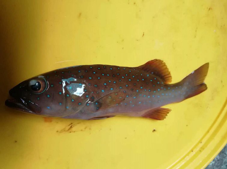 東星斑魚(yú)是淡水魚(yú)還是海魚(yú)：東星斑怎么吃更健康一分鐘了解東星斑怎么吃更健康