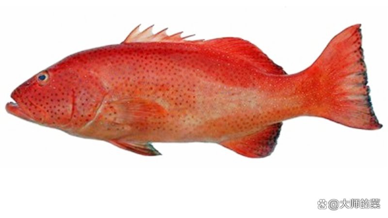 東星斑魚(yú)是淡水魚(yú)還是海魚(yú)：東星斑怎么吃更健康一分鐘了解東星斑怎么吃更健康
