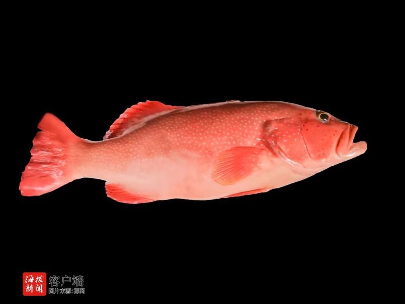 東星斑魚(yú)是淡水魚(yú)還是海魚(yú)：東星斑怎么吃更健康一分鐘了解東星斑怎么吃更健康