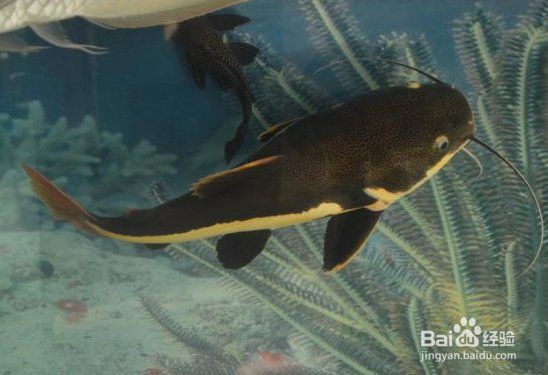 貓和魚共養(yǎng)需要多長時間適應(yīng)？：招財貓魚要怎么養(yǎng)