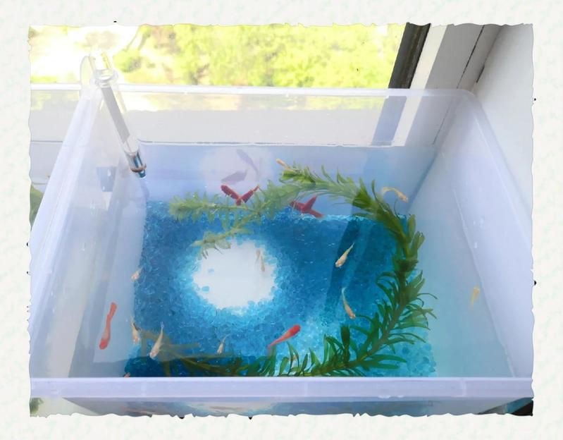 貓和魚共養(yǎng)需要多長時間適應(yīng)？：招財貓魚要怎么養(yǎng)