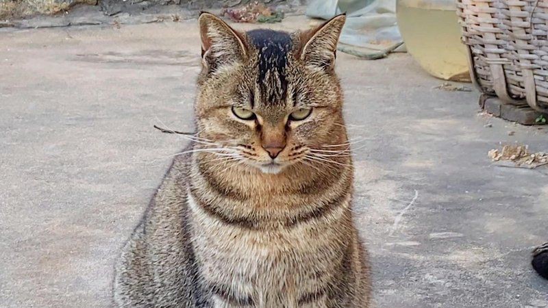 貓和魚共養(yǎng)需要多長時間適應(yīng)？：招財貓魚要怎么養(yǎng)