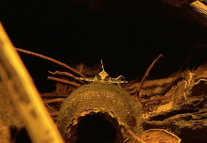 1.2米的魚缸適合養什么魚：1.2米的魚缸適合養哪些熱帶魚擺爛小fish周邊游