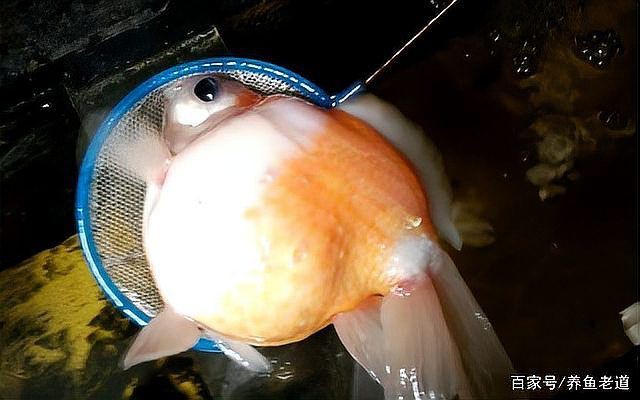 有哪些觀賞魚容易得腹水？：孔雀魚腹水的一些原因 有哪些觀賞魚容易得腹水？：孔雀魚腹水的一些原因 龍魚百科 第4張
