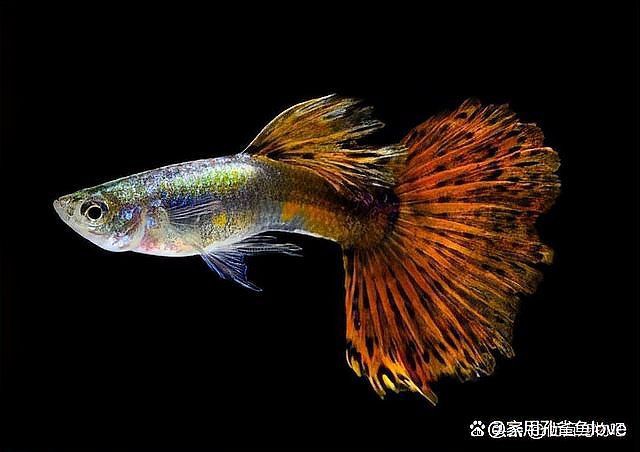 有哪些觀賞魚容易得腹水？：孔雀魚腹水的一些原因 有哪些觀賞魚容易得腹水？：孔雀魚腹水的一些原因 龍魚百科 第2張