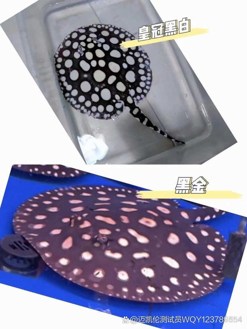 皇冠魟魚怎么看品質圖解：“皇冠魟魚品質判定”展開詳細解析