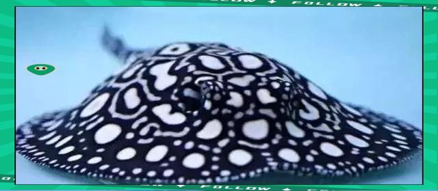 皇冠魟魚怎么看品質圖解：“皇冠魟魚品質判定”展開詳細解析