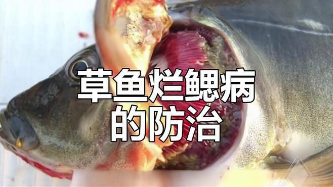 有哪些預防魚鰓蓋爛的措施：如何預防魚鰓蓋腐爛