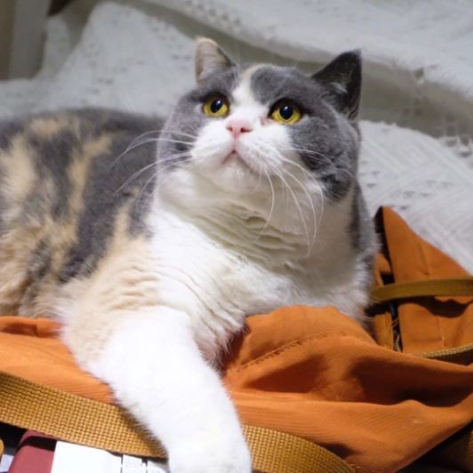 吉印水草燈和吉印刀鋒有什么區別：“吉印水草燈”與“吉印刀鋒”兩款產品的核心差異展開分析