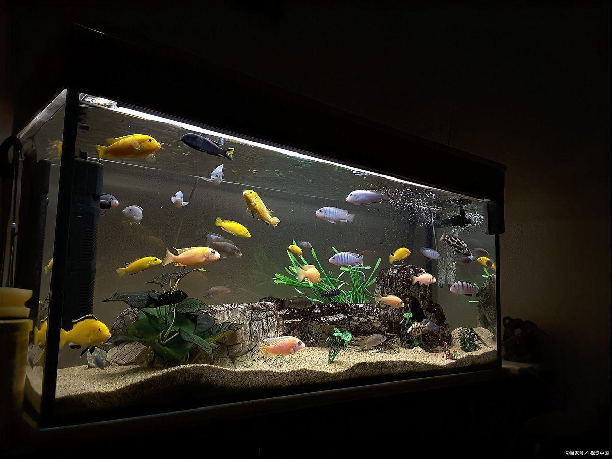 安慶魚缸維護(hù)：安慶地區(qū)的魚缸維護(hù)需結(jié)合本地氣候與水質(zhì)特點(diǎn)