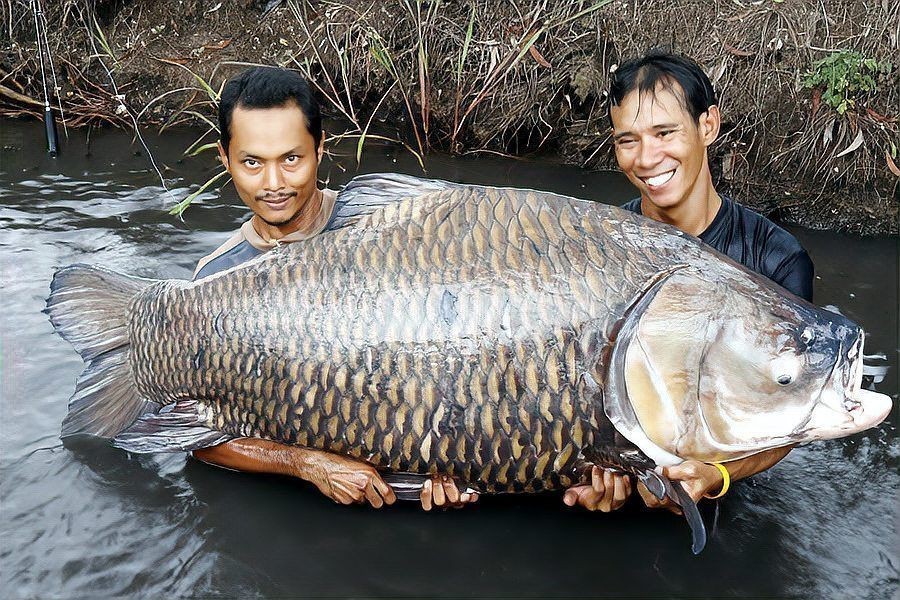 六七斤的鯉魚算大嗎：六七斤的鯉魚在不同語境下具有差異化的評價標準