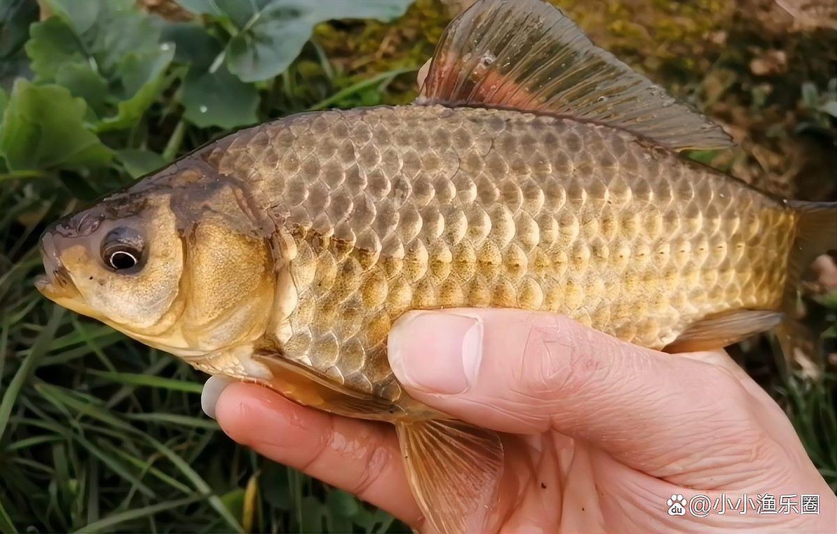 六七斤的鯉魚算大嗎：六七斤的鯉魚在不同語境下具有差異化的評價標準
