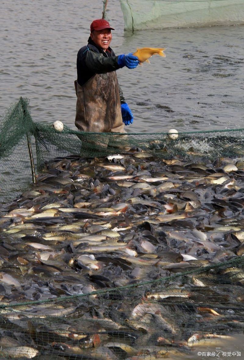 六七斤的鯉魚算大嗎：六七斤的鯉魚在不同語境下具有差異化的評價標準