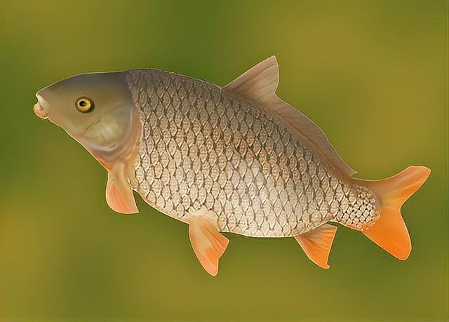 六七斤的鯉魚算大嗎：六七斤的鯉魚在不同語境下具有差異化的評價標準