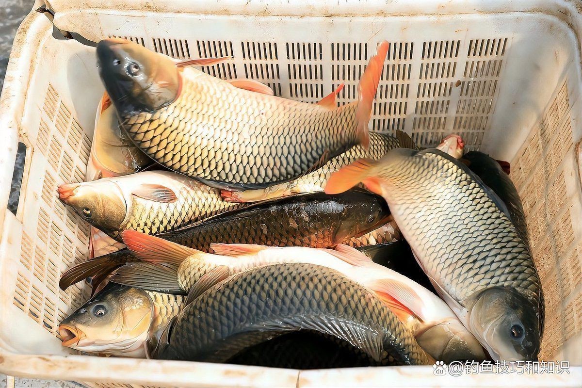 六七斤的鯉魚算大嗎：六七斤的鯉魚在不同語境下具有差異化的評價標準