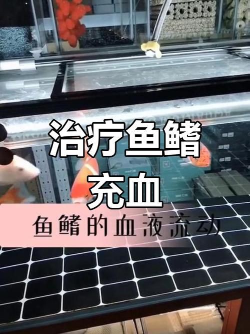 提供幾張魚鰭根部紅腫充血的圖片：——魚鰭根部紅腫充血治療方法