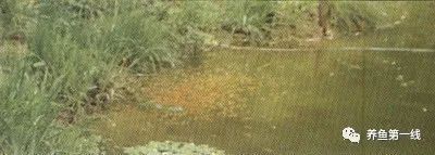 提供幾張魚鰭根部紅腫充血的圖片：——魚鰭根部紅腫充血治療方法