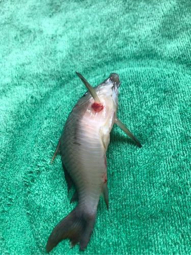 提供幾張魚鰭根部紅腫充血的圖片：——魚鰭根部紅腫充血治療方法