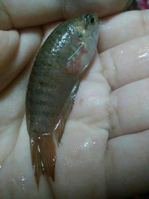 提供幾張魚鰭根部紅腫充血的圖片：——魚鰭根部紅腫充血治療方法