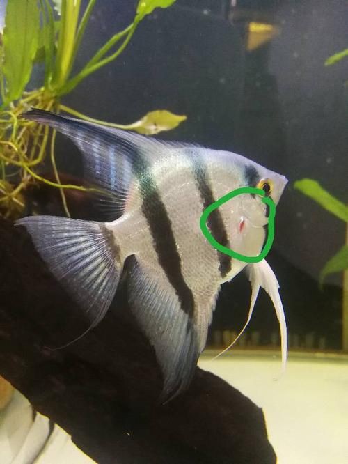 提供幾張魚鰭根部紅腫充血的圖片：——魚鰭根部紅腫充血治療方法