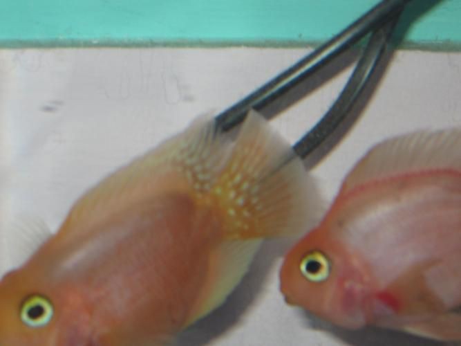 提供幾張魚鰭根部紅腫充血的圖片：——魚鰭根部紅腫充血治療方法