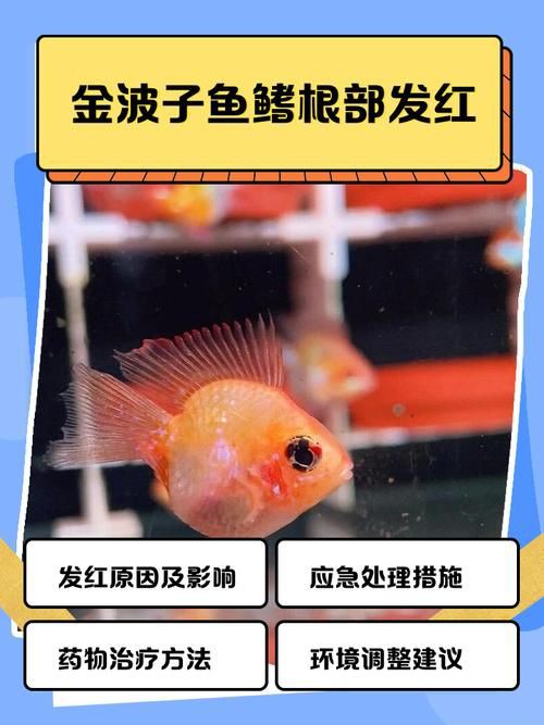 提供幾張魚鰭根部紅腫充血的圖片：——魚鰭根部紅腫充血治療方法