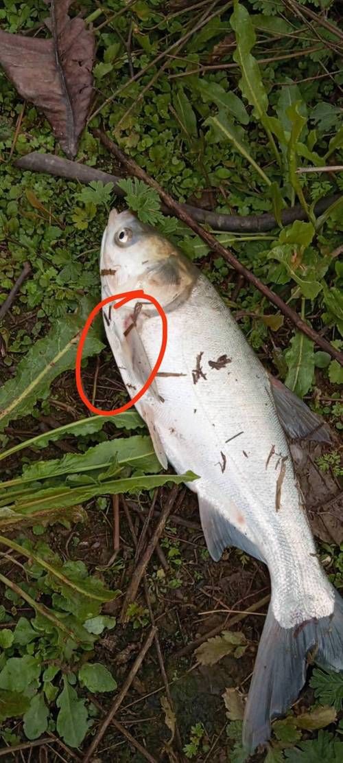 提供幾張魚鰭根部紅腫充血的圖片：——魚鰭根部紅腫充血治療方法