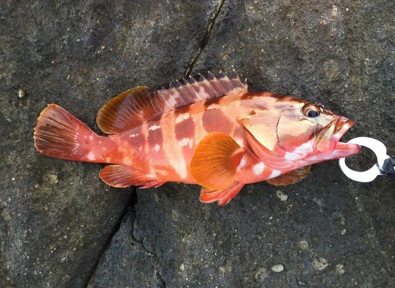 紅丁魚是什么檔次的魚：紅丁魚市場價格如何紅丁魚市場價格如何紅丁魚有哪些營養(yǎng)價值