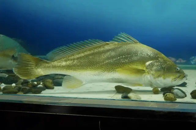 紅丁魚是什么檔次的魚：紅丁魚市場價格如何紅丁魚市場價格如何紅丁魚有哪些營養(yǎng)價值