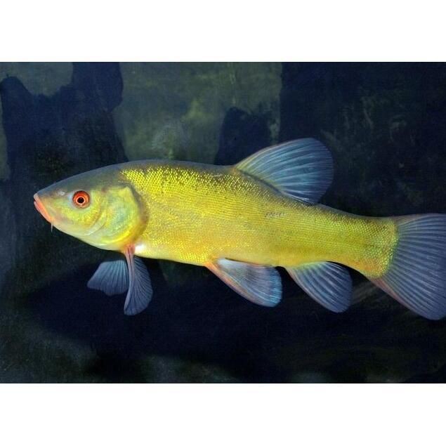紅丁魚是什么檔次的魚：紅丁魚市場價格如何紅丁魚市場價格如何紅丁魚有哪些營養(yǎng)價值