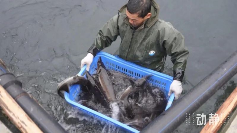 鳳岡水族店：鳳岡水族店地址在哪里