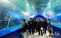 鹽城水族館：鹽城大豐港海洋世界海洋世界海洋主題體驗之海洋世界