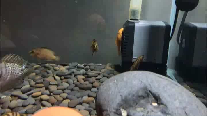 三湖虎魚哪個品種好養(yǎng)：三湖虎魚的飼養(yǎng)指南