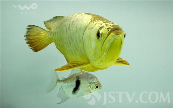 南京龍魚店：南京龍魚店南京一水族館驚現天價龍魚掉眼修復店