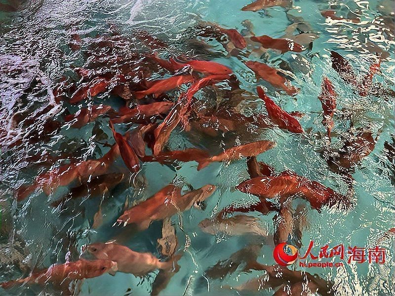 東星斑魚為什么那么貴：東星斑vs老虎斑，東星斑的價格波動呈現明顯季節性特征