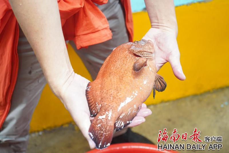 東星斑魚為什么那么貴：東星斑vs老虎斑，東星斑的價格波動呈現明顯季節性特征