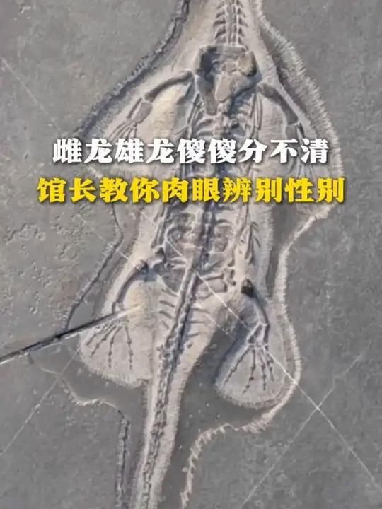 恐龍怎么分辨公母：古生物學家教你肉眼辨性別