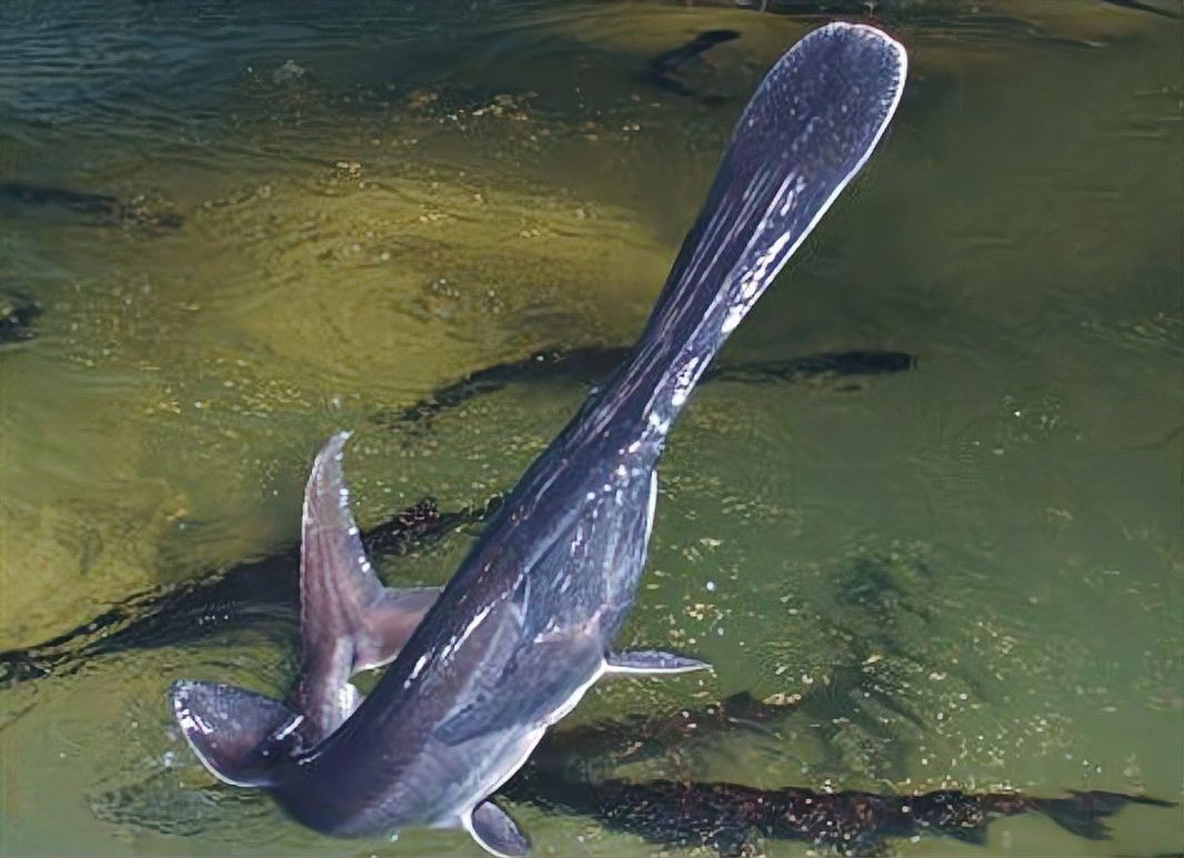 世界上最鴨嘴魚有少斤：鴨嘴魚——美國“鴨嘴魚”