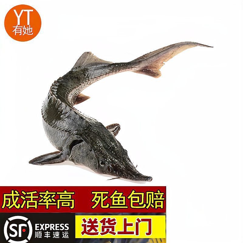 世界上最鴨嘴魚有少斤：鴨嘴魚——美國“鴨嘴魚”