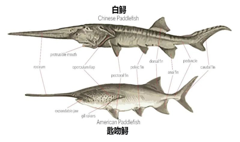 世界上最鴨嘴魚有少斤：鴨嘴魚——美國“鴨嘴魚”