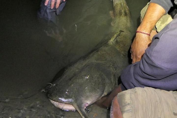 世界上最鴨嘴魚有少斤：鴨嘴魚——美國“鴨嘴魚”