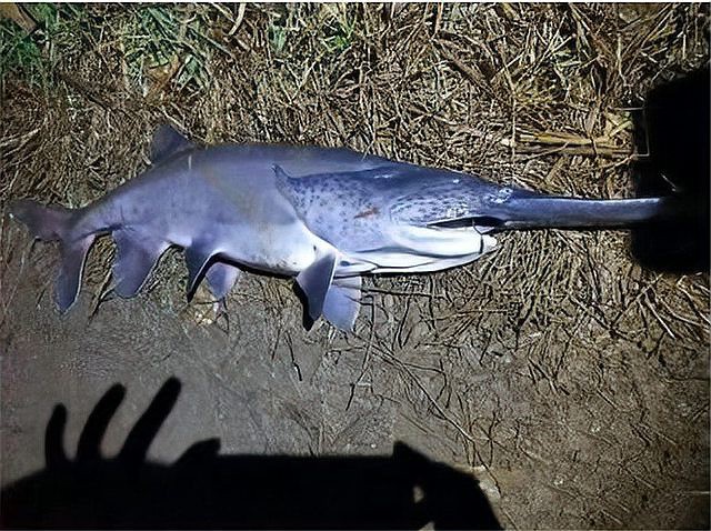 世界上最鴨嘴魚有少斤：鴨嘴魚——美國“鴨嘴魚”