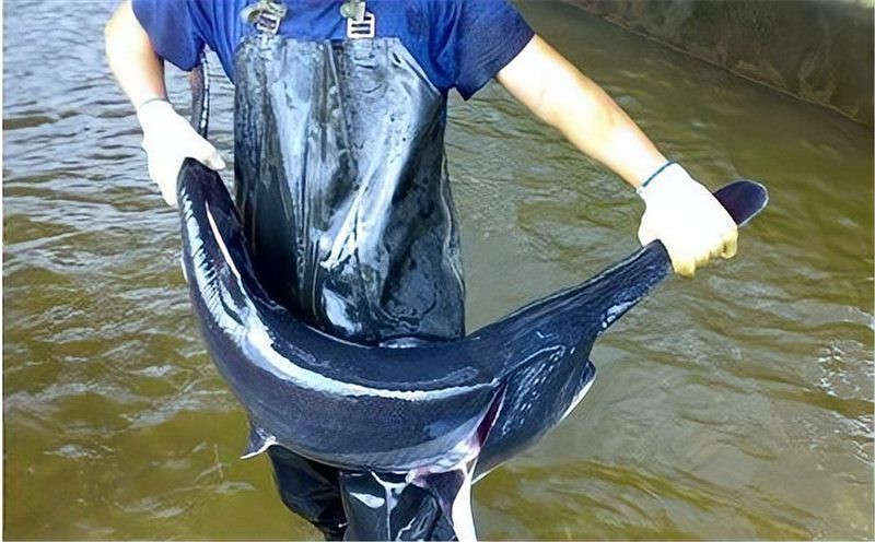 世界上最鴨嘴魚有少斤：鴨嘴魚——美國“鴨嘴魚”