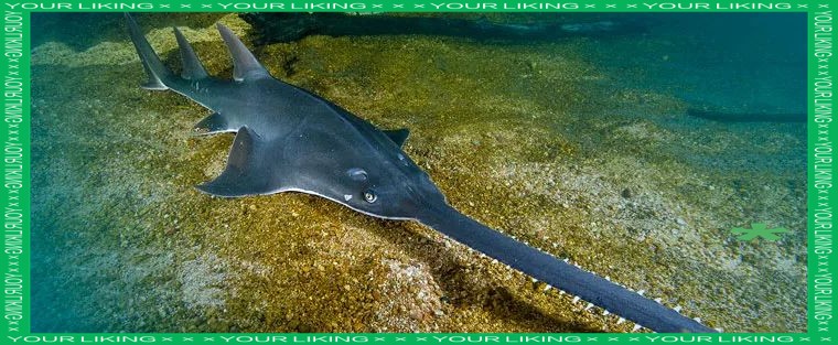 世界上最鴨嘴魚有少斤：鴨嘴魚——美國“鴨嘴魚”