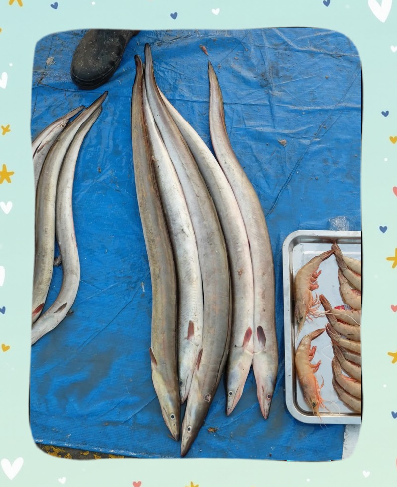 世界上刺最多的魚：\