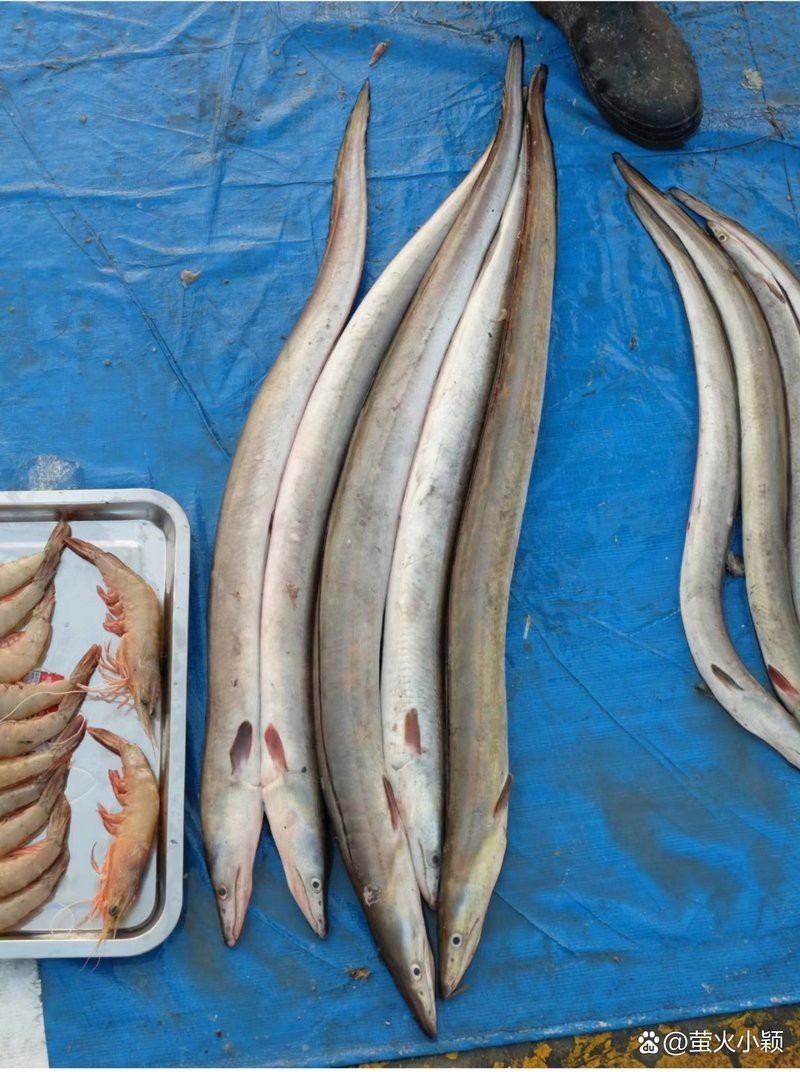 世界上刺最多的魚：\