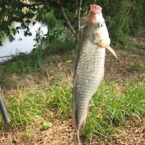 世界上刺最多的魚：\