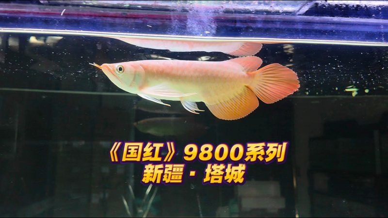 印尼龍魚一條血脈價格表：俊圖,龍魚價格大揭秘:從幾千到幾萬,你知道嗎