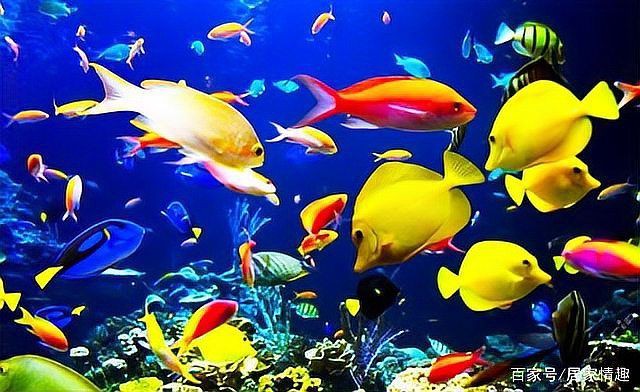 紅尾平克魚怎么混養：紅尾平克魚怎么混養觀賞魚混養高階技巧